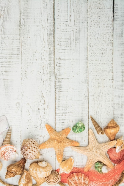 Sea shellfish on white wood background