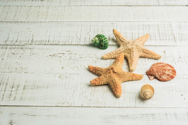 Sea shellfish on white wood background