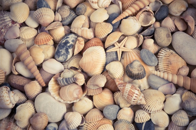 Sea shells background. 