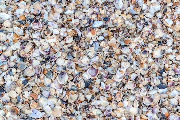 Sea shells background