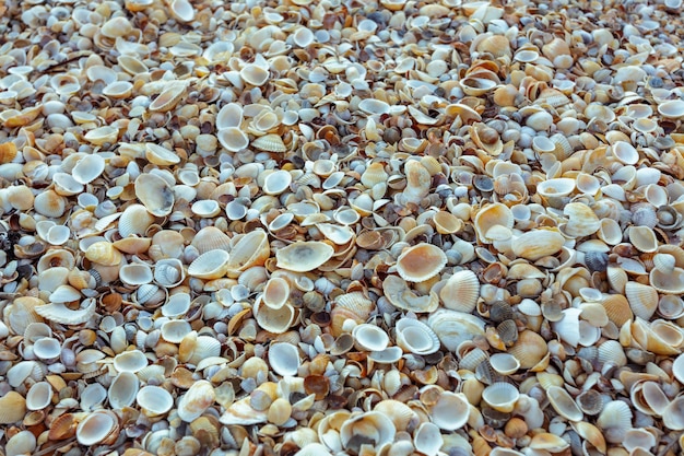 Sea shells background