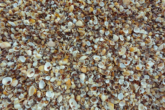 Sea shells background