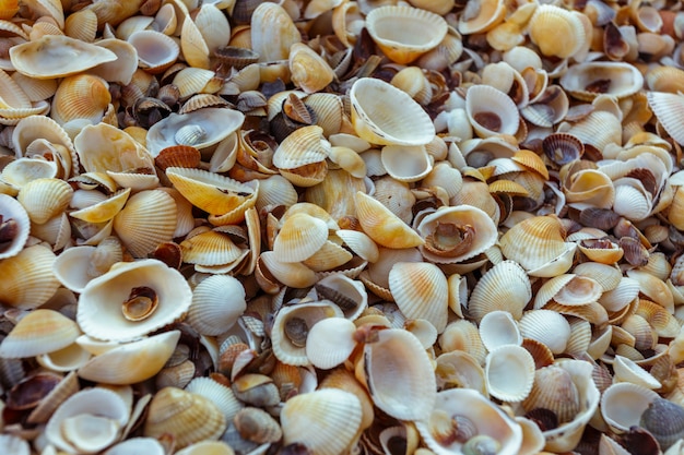 Sea shells background