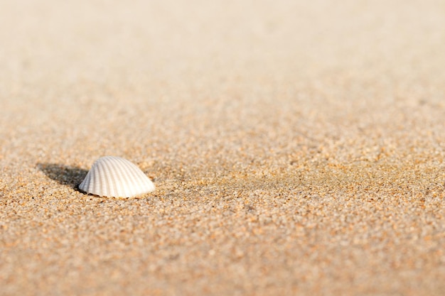 Sea shells on beach sand sandy background