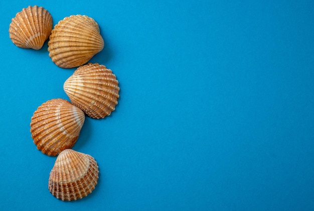 Photo sea shells on blue background summer vacation