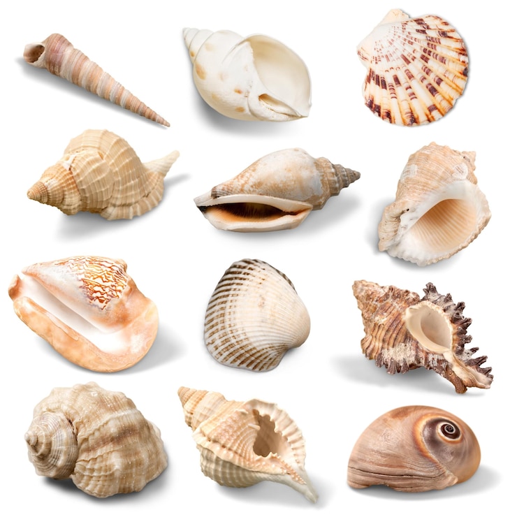 Photo sea shells collection