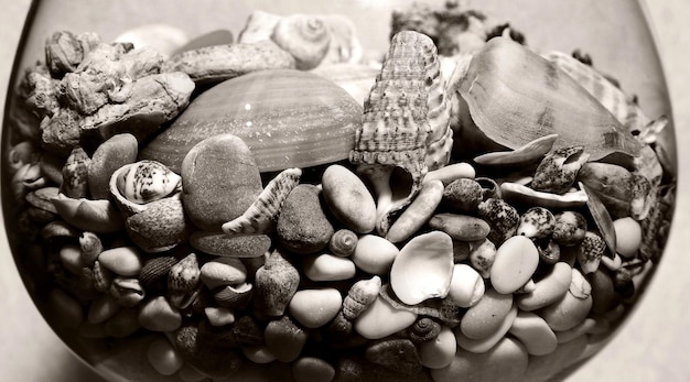 Conchiglie di mare in un vaso di vetro