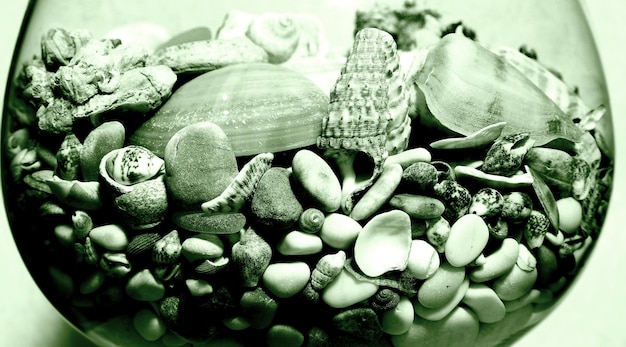 Sea shells in a glass vase