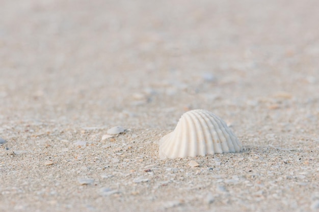 写真 砂浜の夏のビーチの背景の上の貝殻トップ ビュー