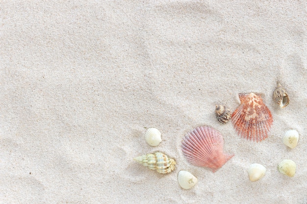 Фото Морские раковины на белом песке. летняя концепция. над светом