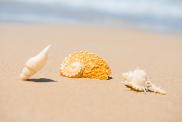 Sea shells on sand beach. Closeup view, can be used as summer vacation background