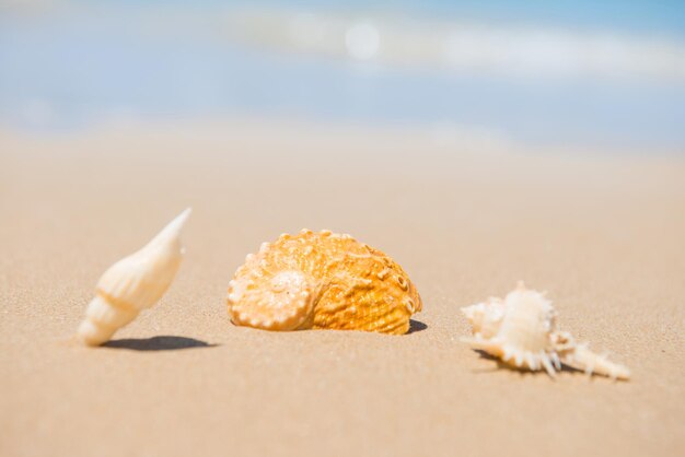 Sea shells on sand beach. Closeup view, can be used as summer vacation background