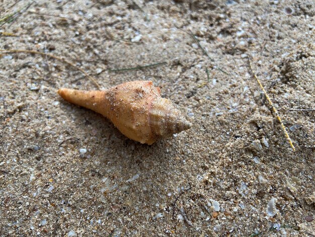 さまざまな形のビーチの砂の上の貝殻