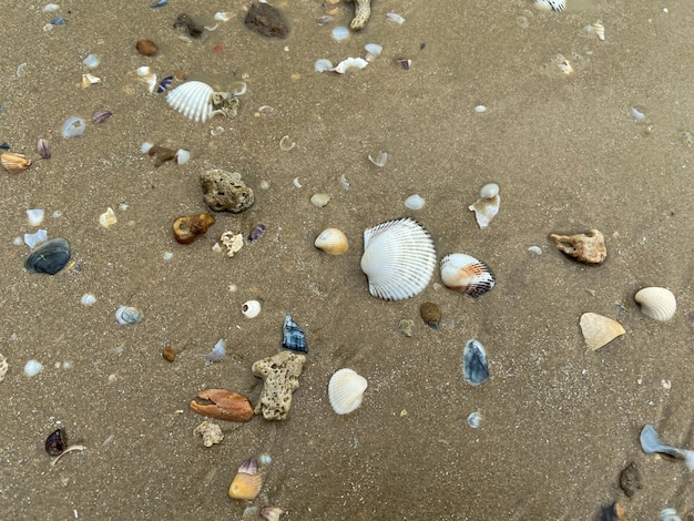 Sea shells on the sand on the beach in various shapes