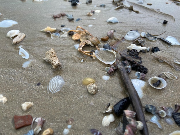 Морские раковины на песке на пляже различной формы