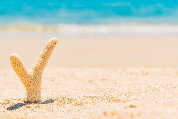 Foto conchiglie sulla spiaggia di sabbia