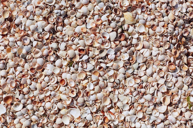 Sea shells on sand beach