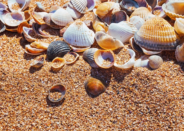 Sea shells on the sand illuminated by the sun selective focus