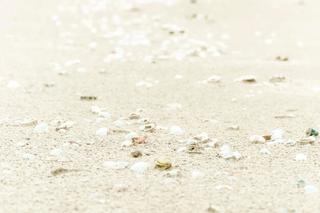 Sea shells on sand Summer beach background Top view Sand texture Beach background take care nature concept idea save ocean and sea