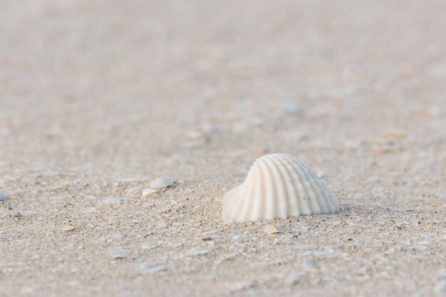 Foto conchiglie di mare sullo sfondo della spiaggia estiva di sabbia vista dall'alto