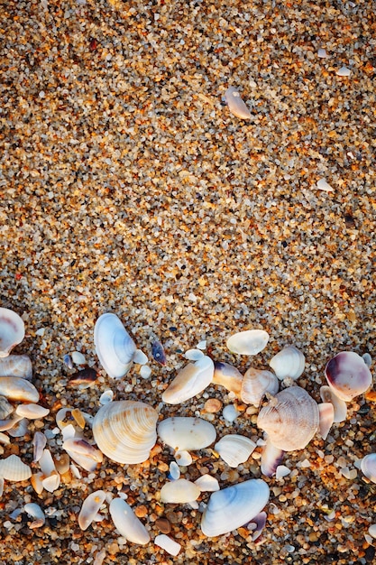 Sea shells on sand. Summer beach background.