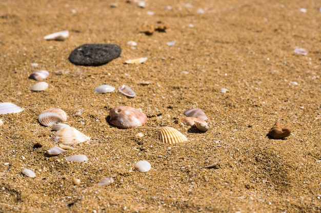 砂の上の海の貝殻。夏のビーチの背景