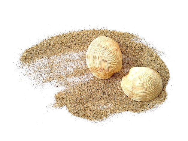 Sea Shells in the sand on white background