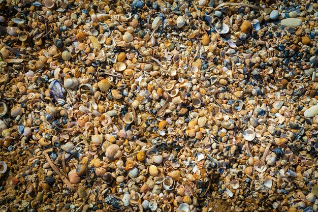 Sea shells in the sand