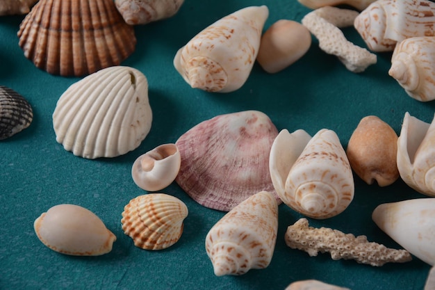 Sea shells on a sea wave color background. Summer vacation concept. Space for the text.