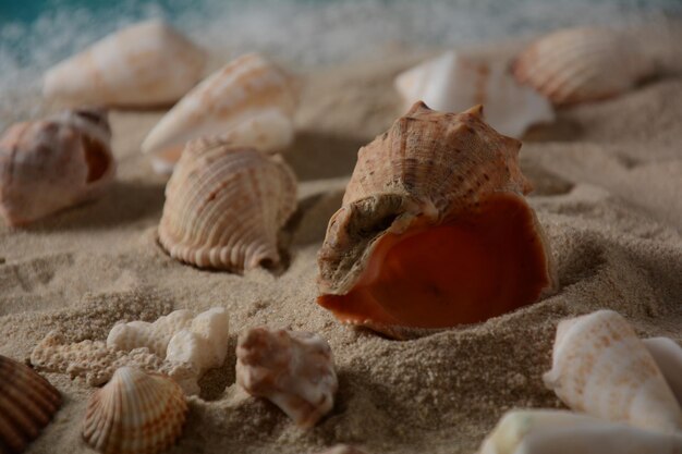 Sea shells on a sea wave color background with sand. Summer vacation concept.