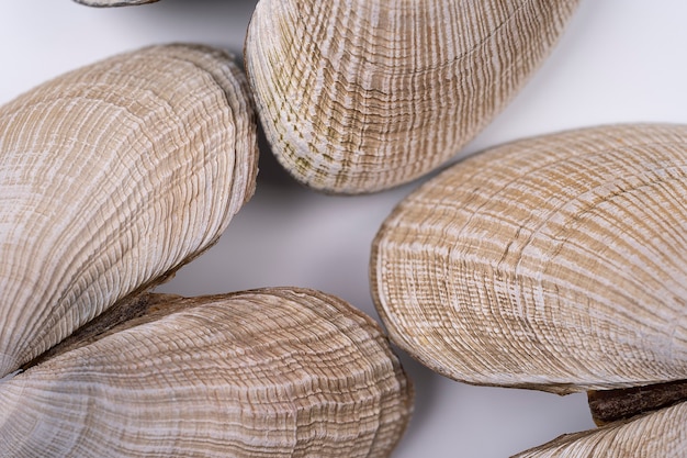 Sea shells spread on the white surface top view macro view with texture Texture of sea life