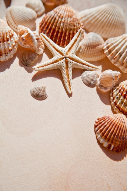 海の貝殻と星