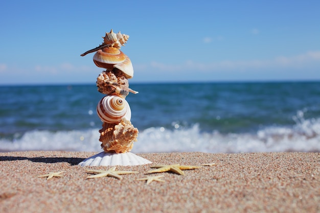 Sea shells and starfish on the beach. Summer vacation concept. Holidays sea