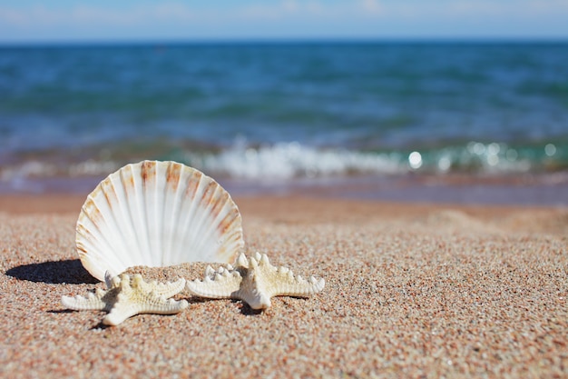 Морские ракушки и морские звезды на пляже