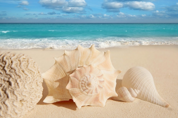 Sea shells starfish tropical sand turquoise caribbean