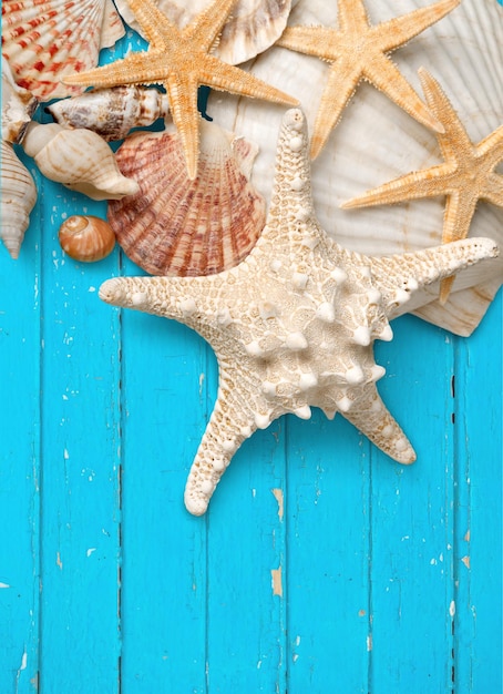 Sea shells and starfishes decorations, close up