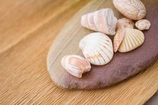 Conchiglie di mare su una pietra