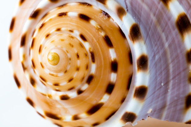 Photo sea shells on white background