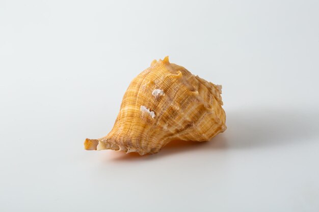 Photo sea shells on white background