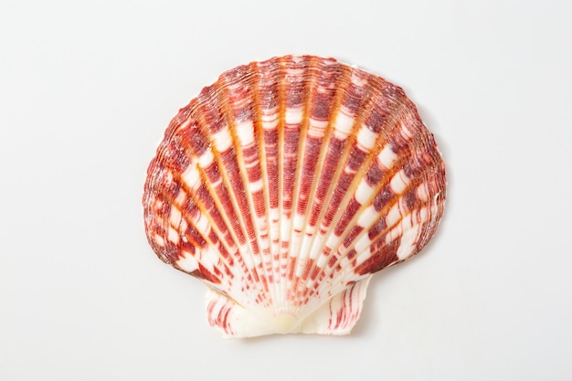 sea shells on white background