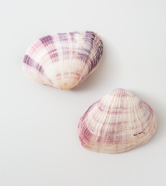 sea shells on white background