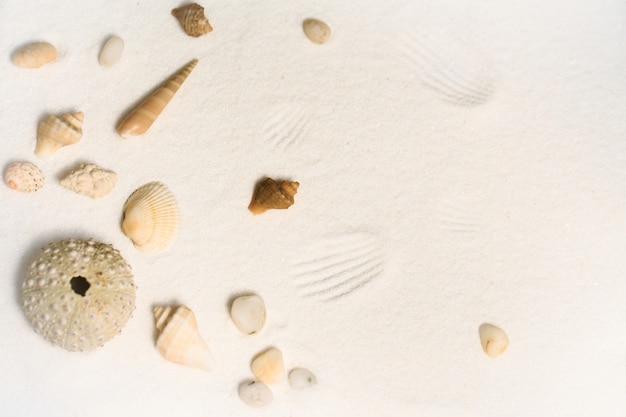 Sea shells on a white sand 