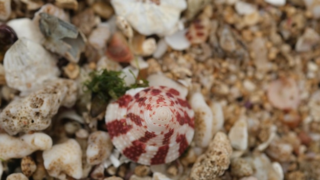 sea shells on a white sandy beach. nature concept background. Sea snail.