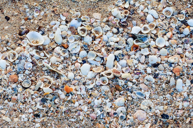 Sea shells with background.