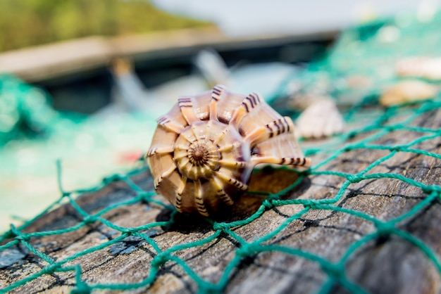 Sea shells with fishing net and hat.