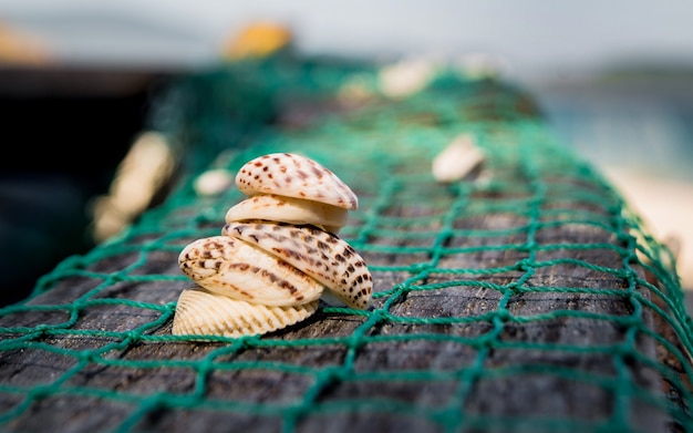 Морские раковины с рыболовной сетью Море