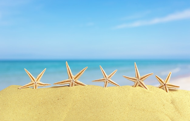 Sea shells with sand as background. Summer beach