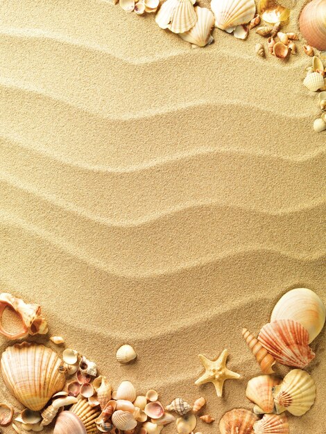 sea shells with sand as background