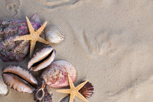 Морские раковины с песком в качестве фона
