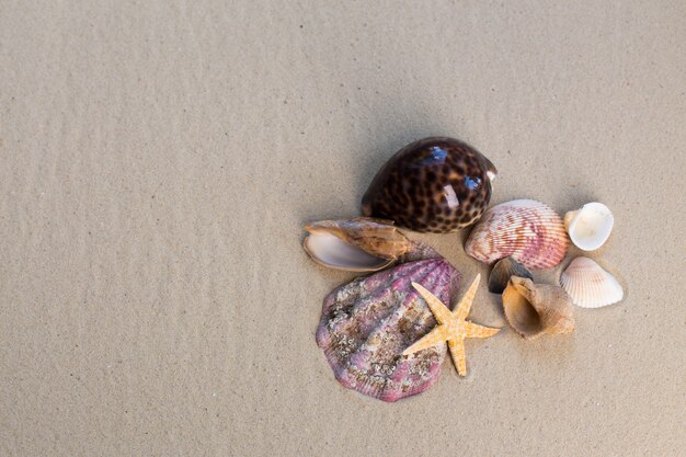 Sea shells with sand as 